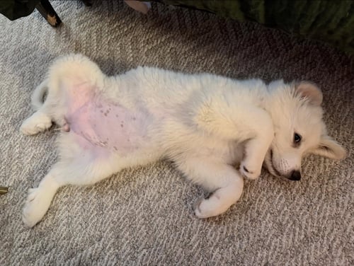 ROSIE - Great Pyrenees for adoption in Dallas