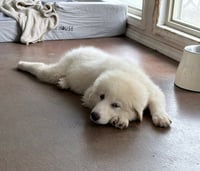 Rosie - Photo 2