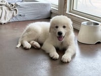 Rosie - Photo 3