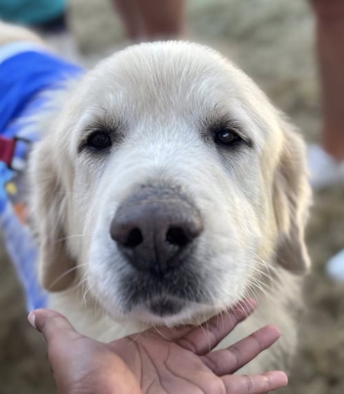JAMIE - Great Pyrenees for adoption in Dallas
