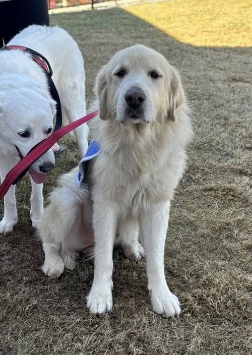 JAMIE - Great Pyrenees available for adoption