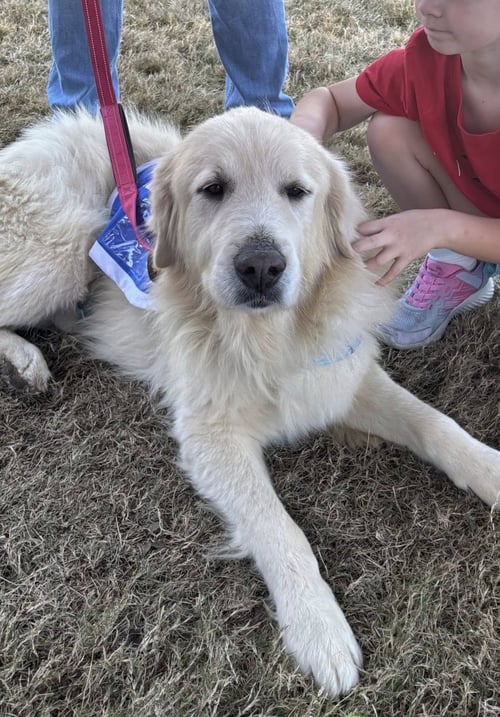 JAMIE - Great Pyrenees available for adoption