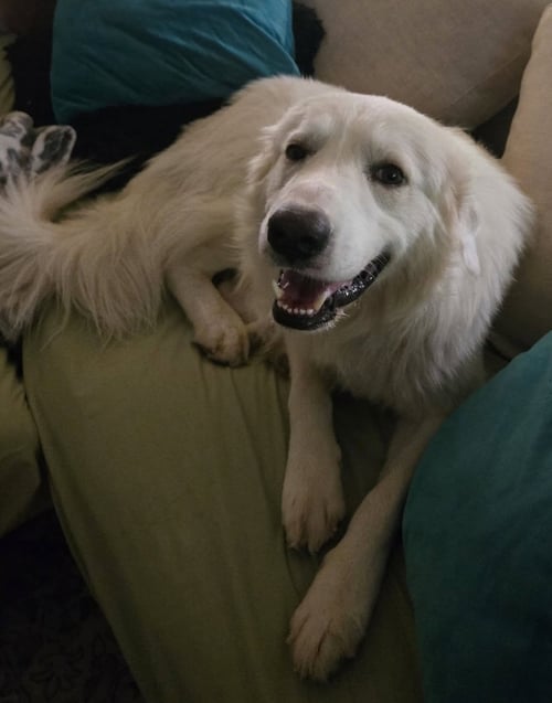 ARCHIE - Great Pyrenees / Golden Retriever for adoption in Dallas