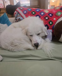 Archie - Photo 3