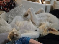 Archie - Photo 2