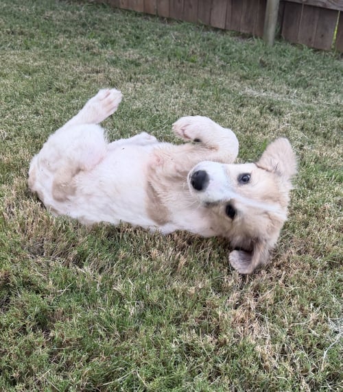 ELOISE - Great Pyrenees available for adoption
