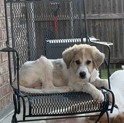 ELOISE - Great Pyrenees for adoption in Dallas