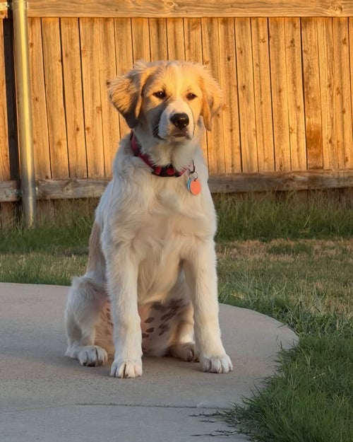 ELOISE - Great Pyrenees for adoption in Dallas