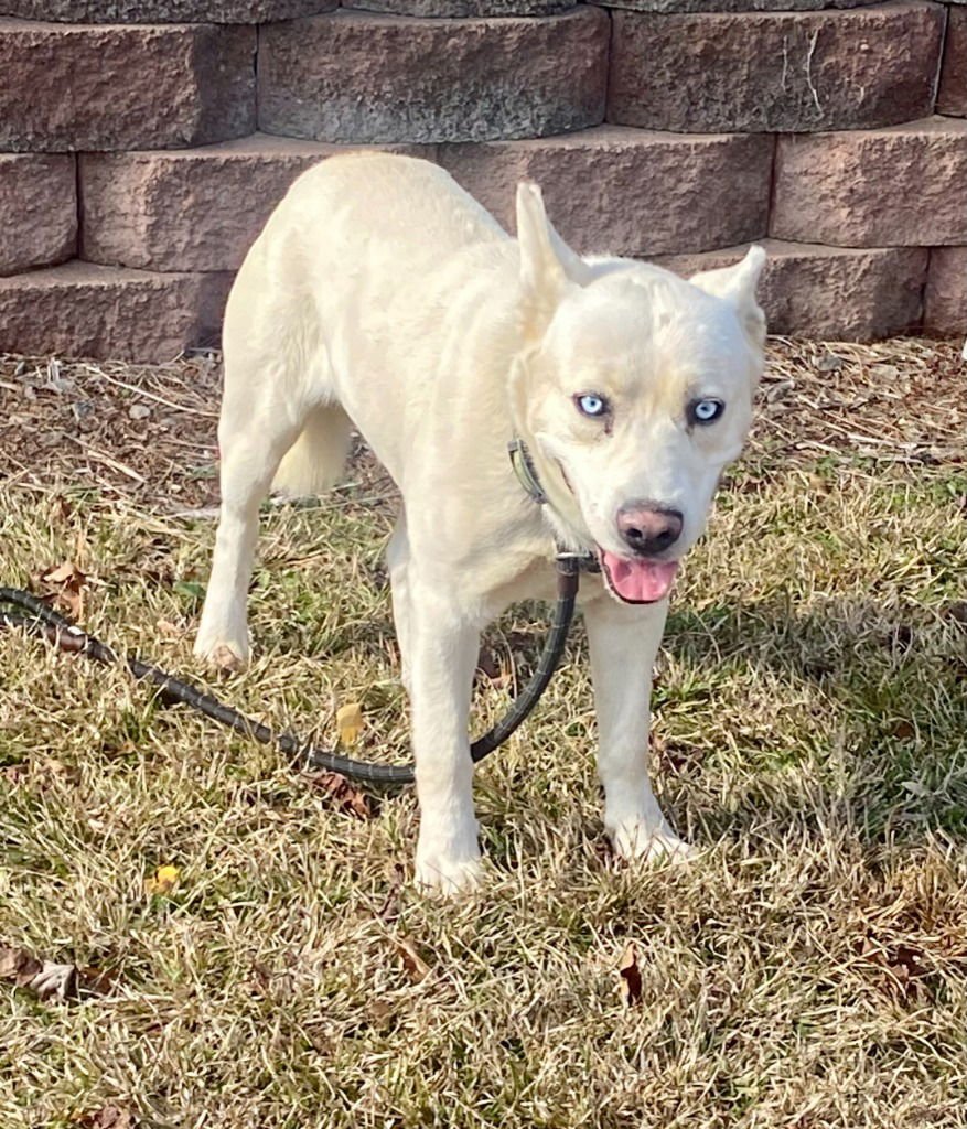 BLUE - Husky available for adoption