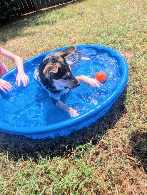 TARGET - Australian Shepherd / Rat Terrier available for adoption