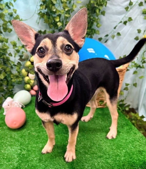 SUGAR - Terrier for adoption in Little Rock