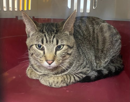 COSMO - Domestic Short Hair available for adoption