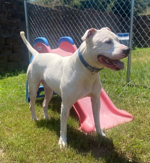 CAIN - Dogo Argentino / Terrier available for adoption