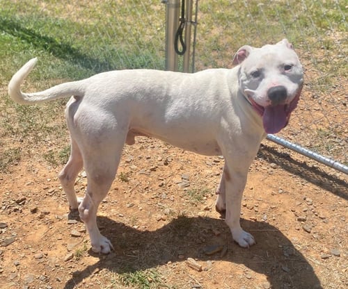 CAIN - Dogo Argentino / Terrier for adoption in Little Rock