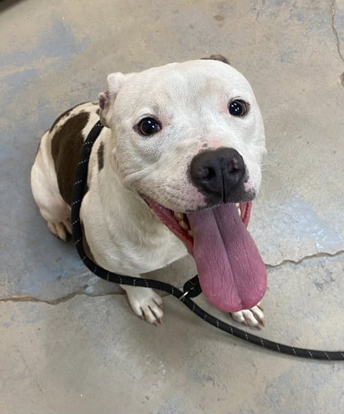 OZZY - Pit Bull Terrier available for adoption
