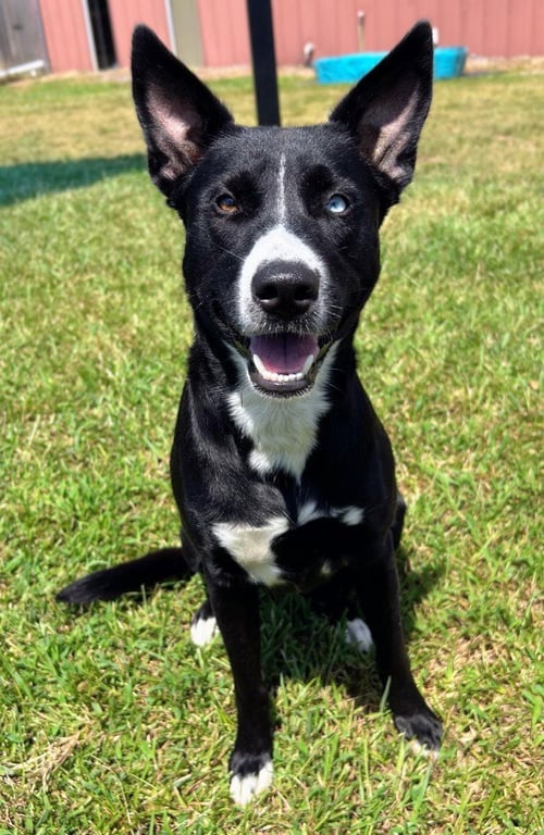 MILLIE - Border Collie / Collie for adoption in Little Rock