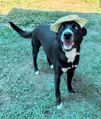 Millie - Photo 3