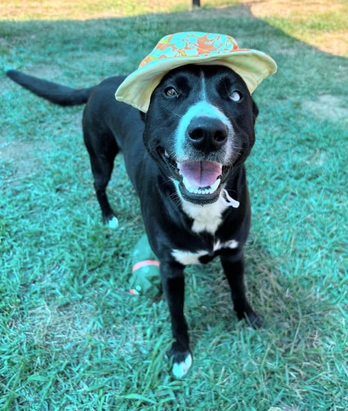 MILLIE - Border Collie / Collie available for adoption