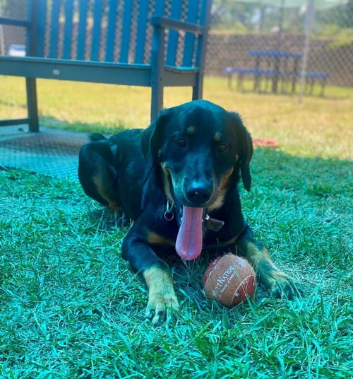 BEAR - German Shepherd Dog / Bernese Mountain Dog available for adoption