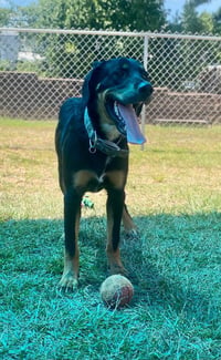 Bear - Photo 3