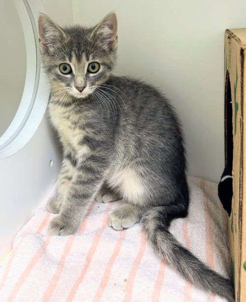 SRIRACHA - Domestic Short Hair for adoption in Little Rock