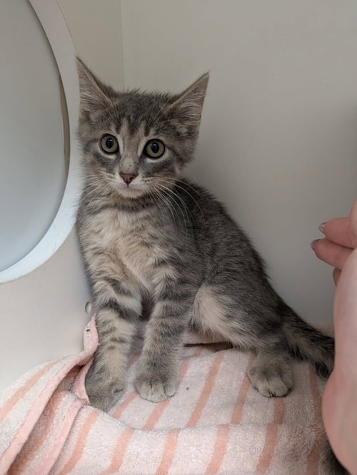 SRIRACHA - Domestic Short Hair available for adoption