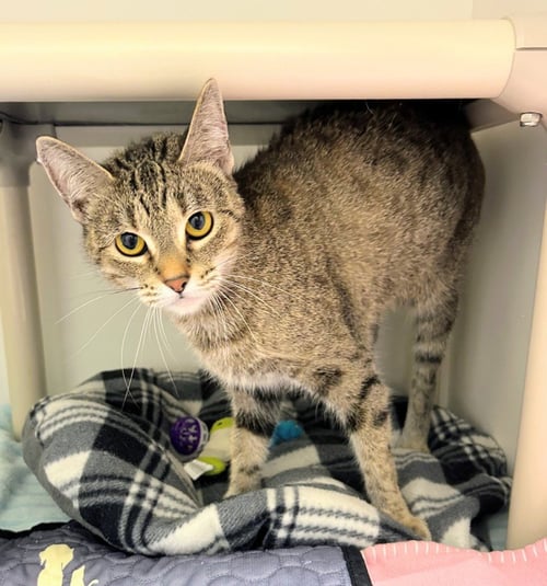 MARBLE - Domestic Short Hair available for adoption