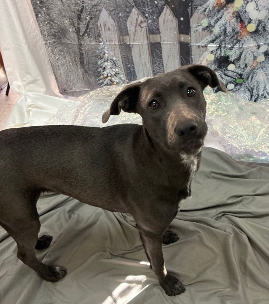 HOLLY - Weimaraner available for adoption