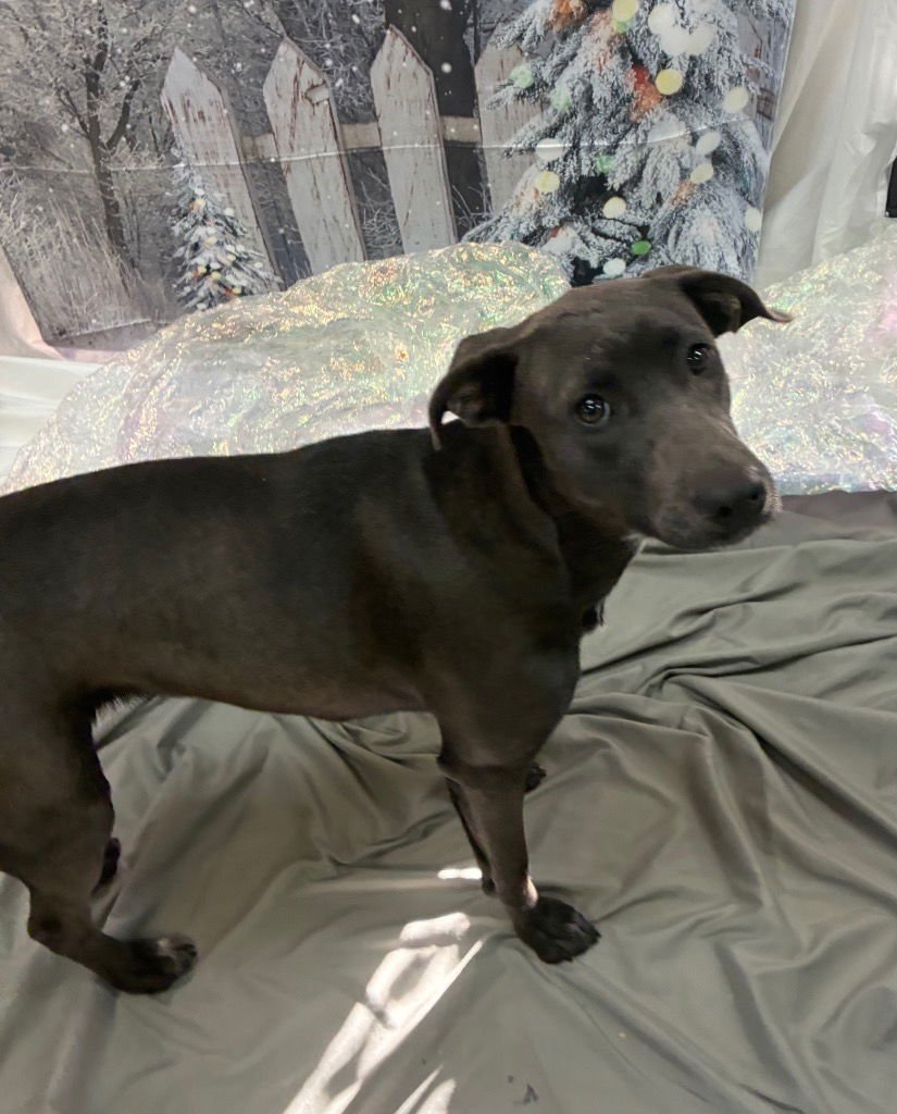 HOLLY - Weimaraner available for adoption