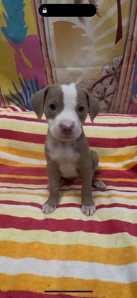 Basil - Photo 2