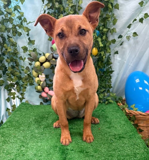 CORY THIESEE - Labrador Retriever for adoption in Little Rock