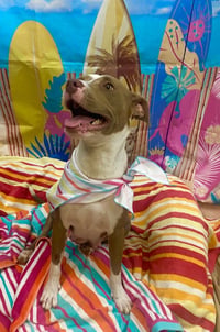 Petunia - Photo 3