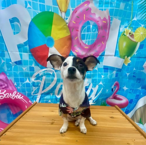 ISIS/WENDY - Jack Russell Terrier / Hound available for adoption