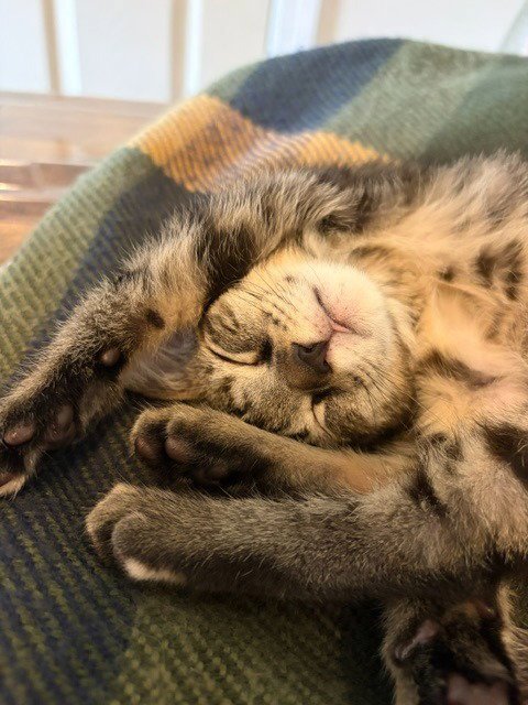 DUCKY - Domestic Short Hair available for adoption