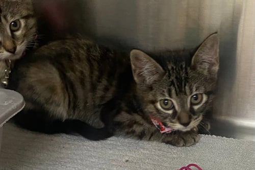 DUCKY - Domestic Short Hair available for adoption