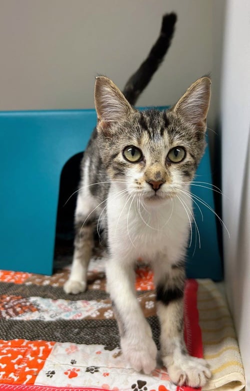 FEDEX - Domestic Short Hair for adoption in Little Rock