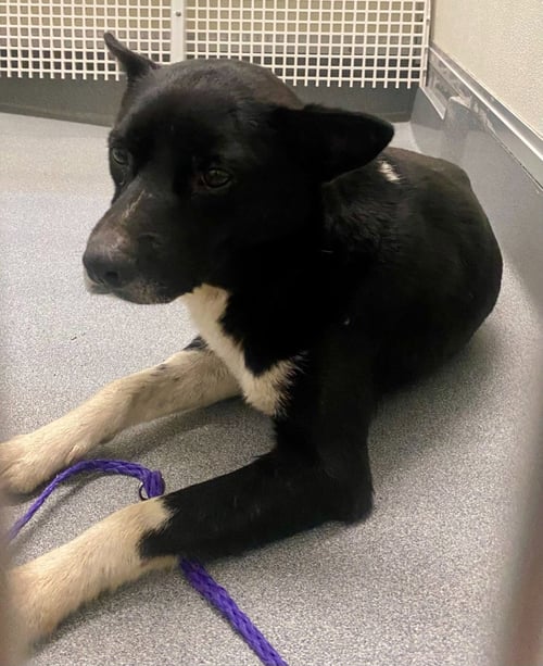 BUNDY - Shepherd / Labrador Retriever available for adoption