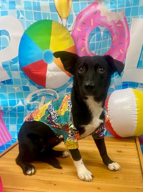 ALEX - Corgi / Australian Cattle Dog/Blue Heeler available for adoption