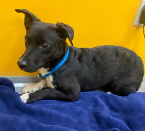 ALEX - Corgi / Australian Cattle Dog/Blue Heeler available for adoption