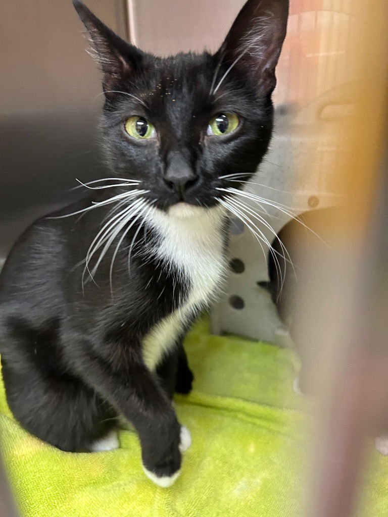 PURRSIA - Domestic Short Hair available for adoption