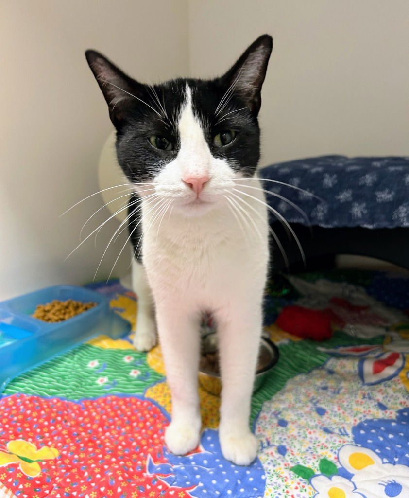 ESTER - Domestic Short Hair available for adoption