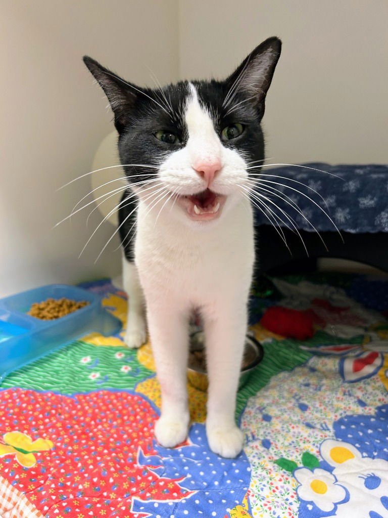 ESTER - Domestic Short Hair available for adoption