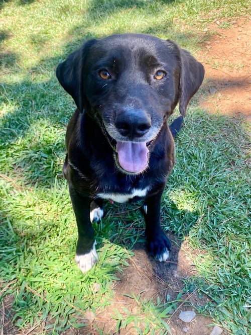 GORDY - Labrador Retriever available for adoption