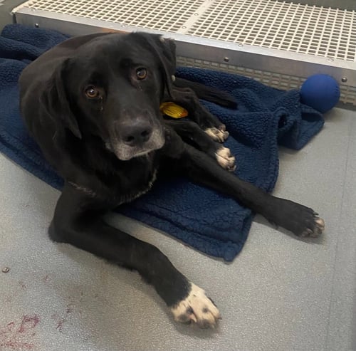 GORDY - Labrador Retriever available for adoption
