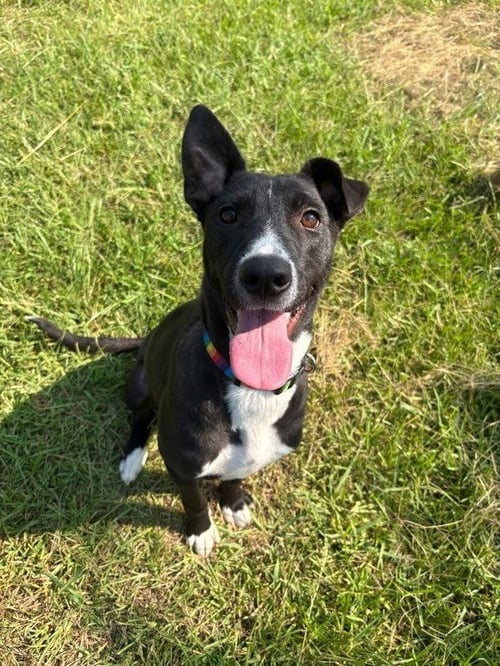 LORI - Labrador Retriever / Collie for adoption in Little Rock