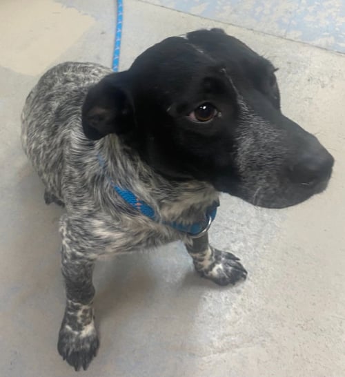 ANGUS - Corgi / Australian Cattle Dog/Blue Heeler available for adoption