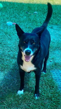 Bubba - Photo 3