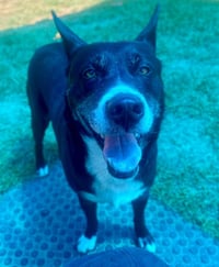 Bubba - Photo 4
