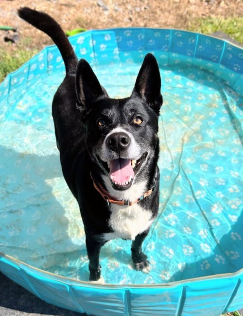 BUBBA - Cattle Dog / Shepherd for adoption in Little Rock
