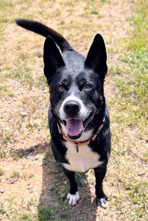 BUBBA - Cattle Dog / Shepherd available for adoption